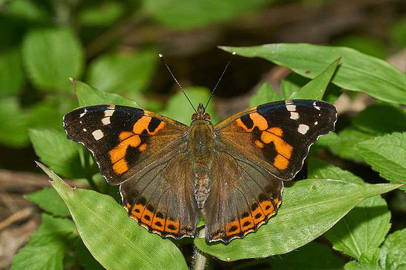 Vanessa indica, Indian Red Admiral, is a butterfly found in the higher altitude regions of India.